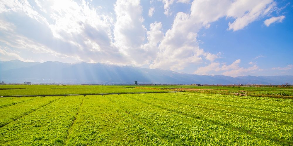 farmland